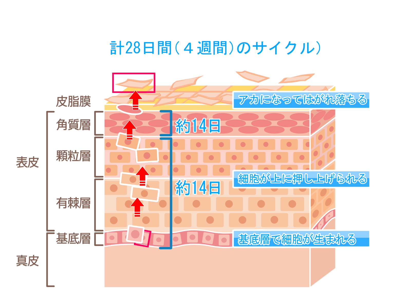 皮膚イメージ