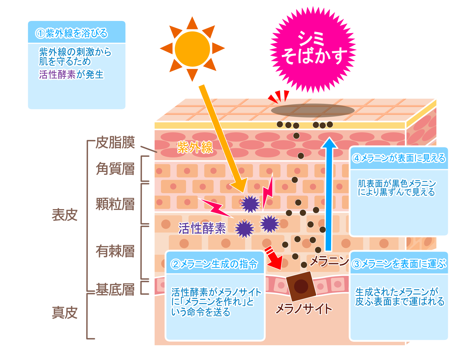 皮膚イメージ