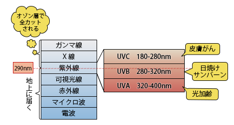皮膚イメージ