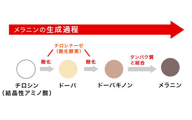 皮膚イメージ