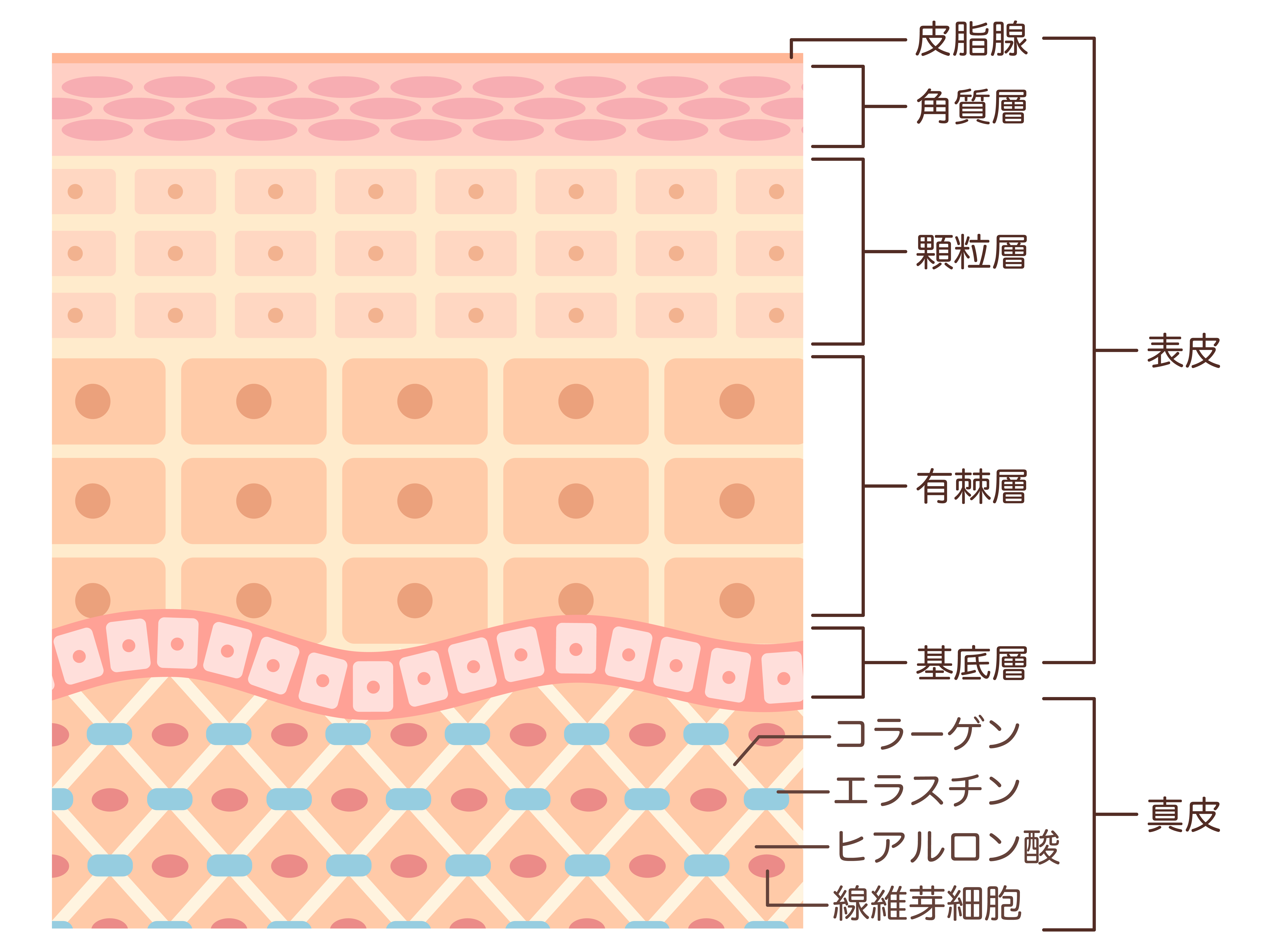 皮膚イメージ